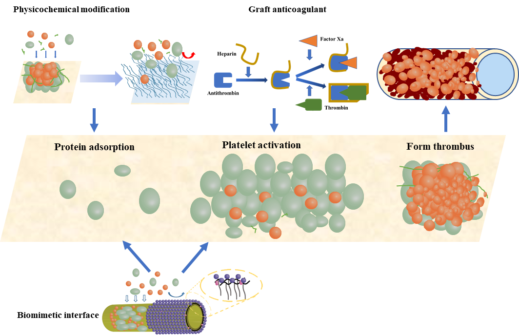 Modification strategies to improve the membrane hemocompatibility in extracorporeal membrane oxygena